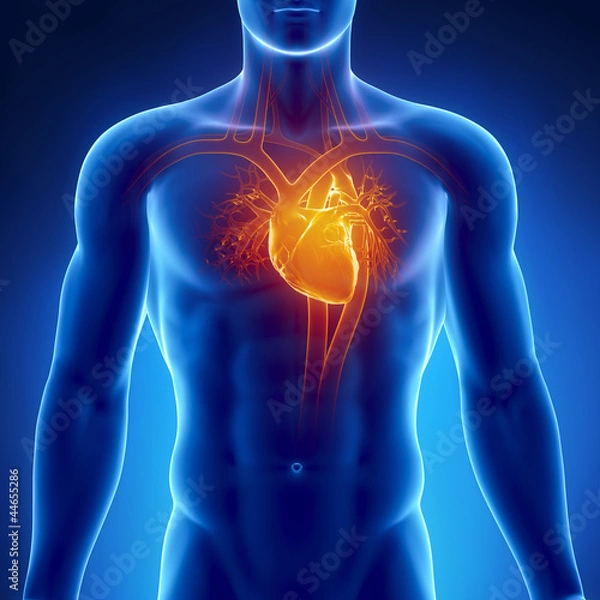Obraz Anatomia ludzkiego serca