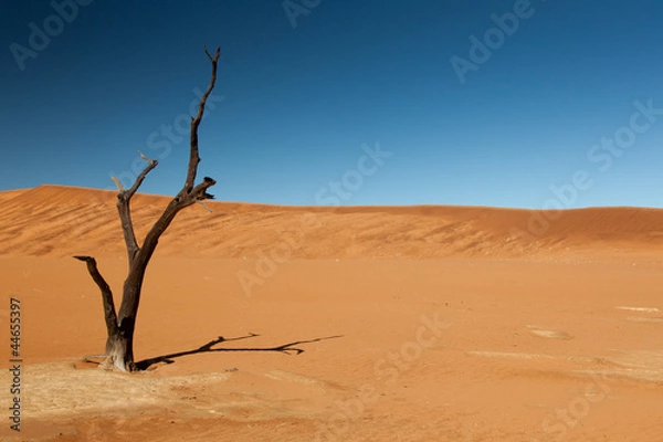 Fototapeta Withered tree in the desert