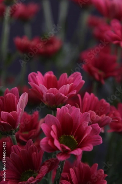 Obraz 소국 꽃사진