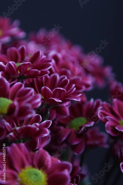 Obraz 소국 꽃사진