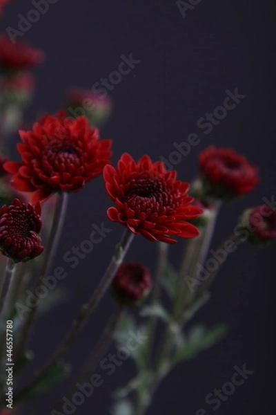 Obraz 소국 꽃사진