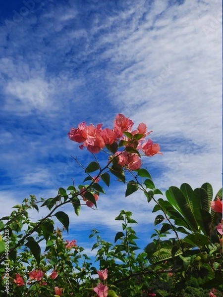 Obraz red rose against blue sky