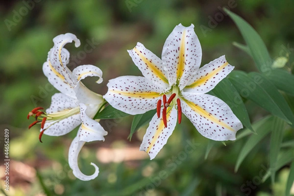 Obraz 山百合２輪