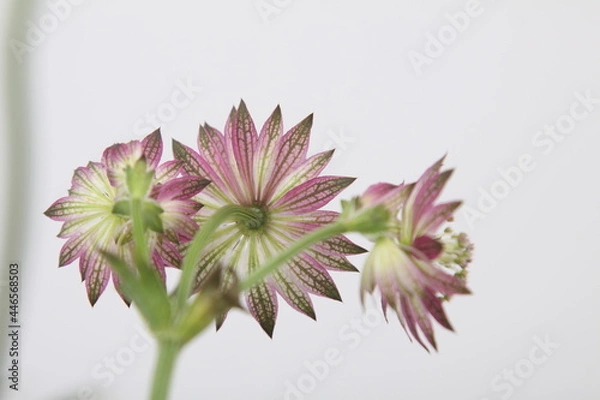 Obraz 스카비오사