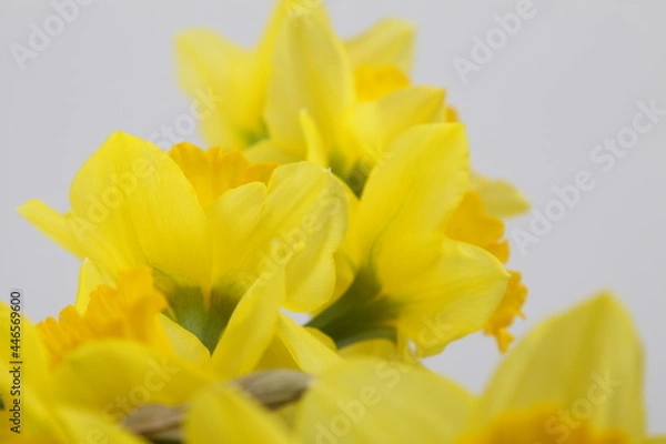 Obraz 노란 수선화