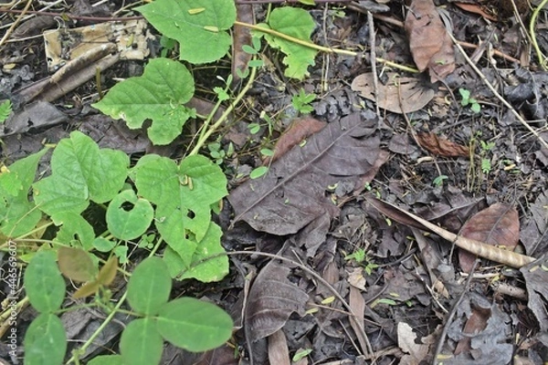 Fototapeta Know nature closely