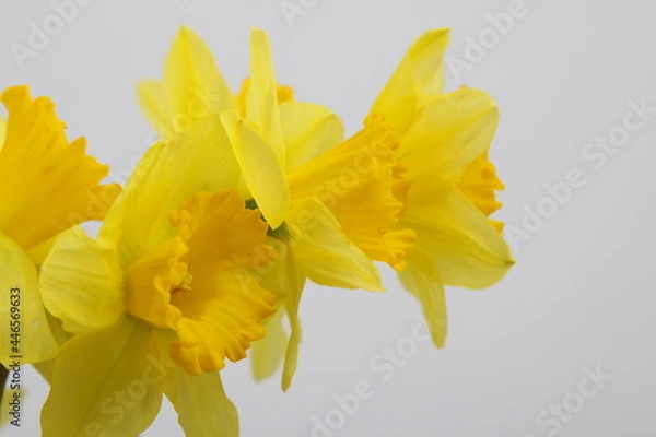 Obraz 노란 수선화