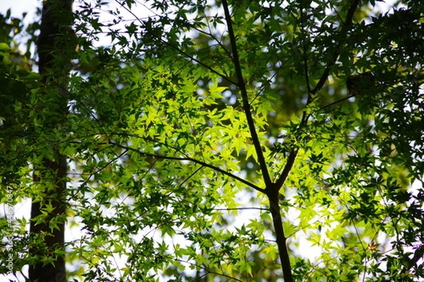 Fototapeta 木漏れ日