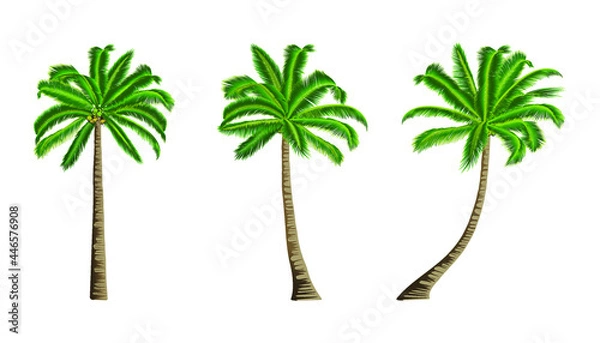 Fototapeta Three coconut trees isolated on white background.