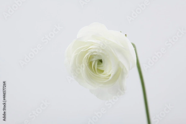 Obraz 라넌큘러스