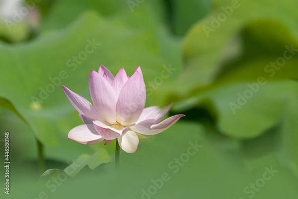 Fototapeta ひっそりと咲いた蓮の花