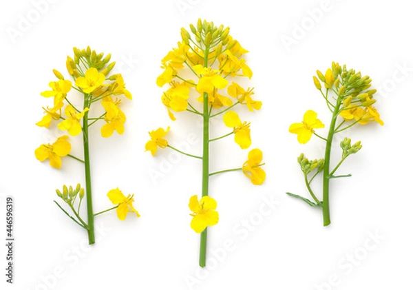 Obraz Rapeseed Flowers Isolated Over White Background