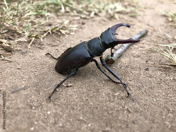 Fototapeta Hirschkäfer (Lucanus cervus) - männlich, 7 cm groß
