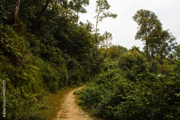 Fototapeta sandy footpath in the greenwood with ferns and trees