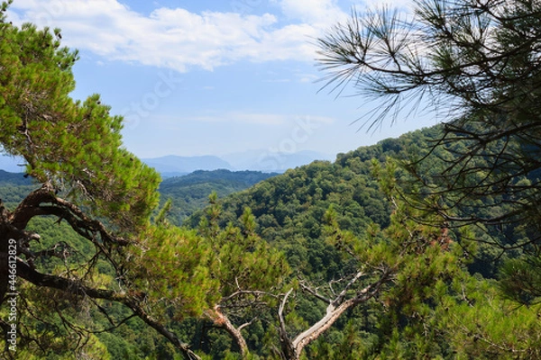 Fototapeta pine tree branches and view of the caucasus mountains covered with greenforest
