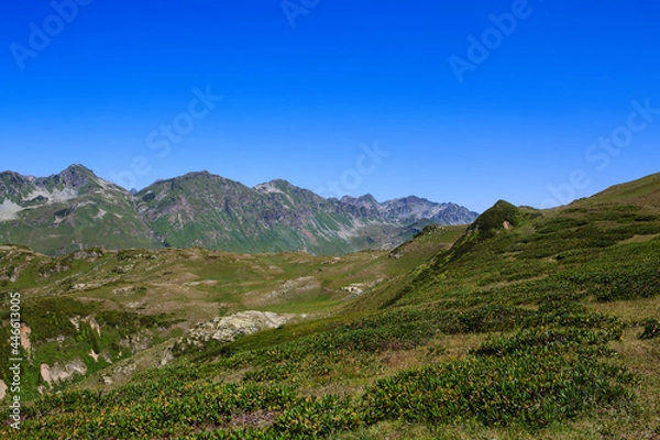 Fototapeta The Main Caucasian Ridge and alpine meadows with rhododendrones