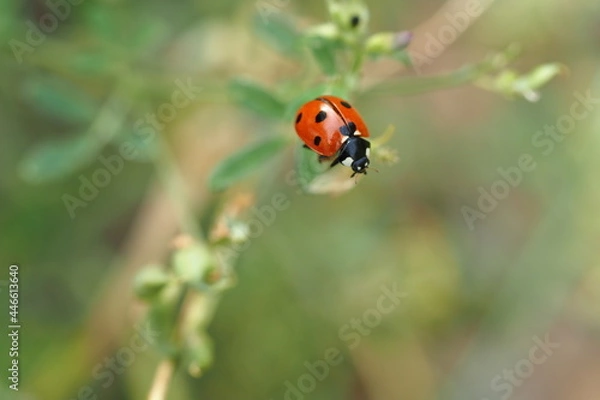 Fototapeta Ladybug on the grass close-up.