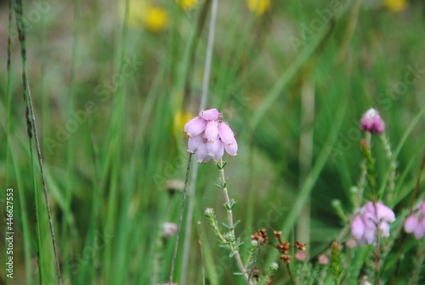Fototapeta Close up of the small pink bell-shaped drooping flowers of cross-leaved heath (Erica tetralix) in a field