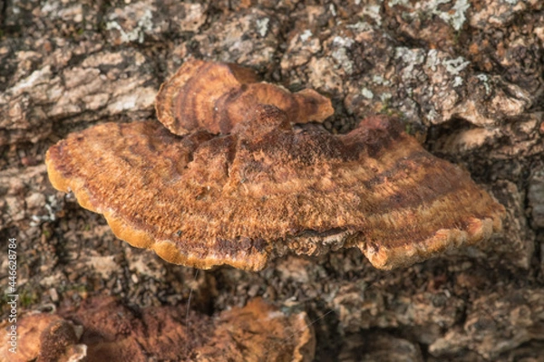 Fototapeta Shelf bracket fungi growing on a piece of dead oak tree