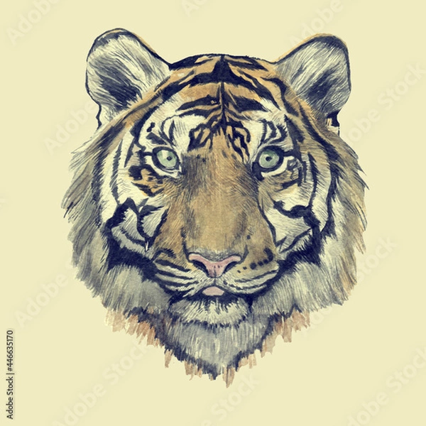 Obraz Hand drawn watercolor isolated tiger head illustraton
