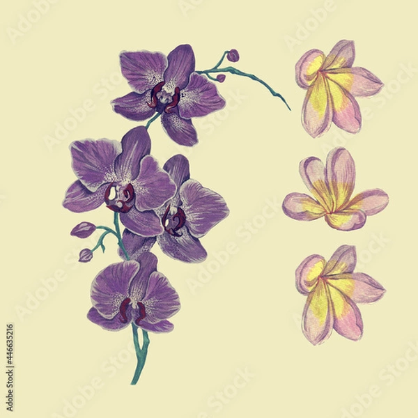 Obraz Hand drawn watercolor illustrations of orchid and flowers