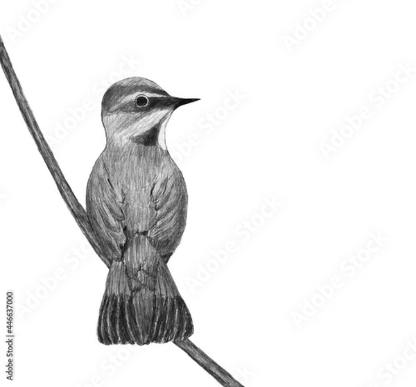 Fototapeta hand drawn graphic pencil drawing, bird mockup on tree branch with background for text