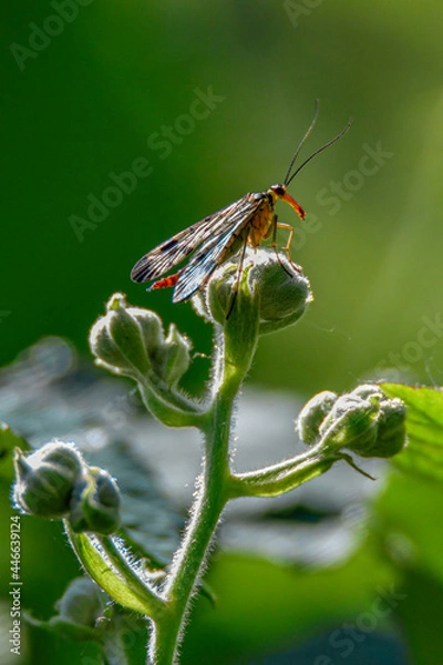 Obraz Panorpa communis