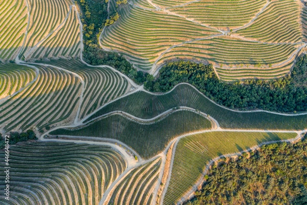 Fototapeta Aerial view of the terraced vineyards in romantic sunset in the Douro Valley near the village of Pinhao. Concept for travel in Portugal and most beautiful places in Portugal Port wine wine farm Unesco