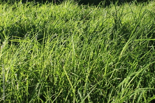 Fototapeta weed in the park