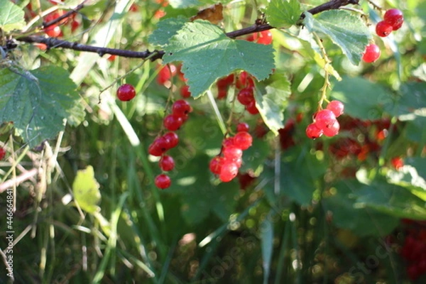 Fototapeta branches of a red currant bush in the sun