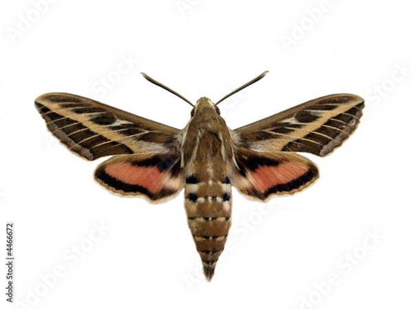 Fototapeta Hawkmoth.