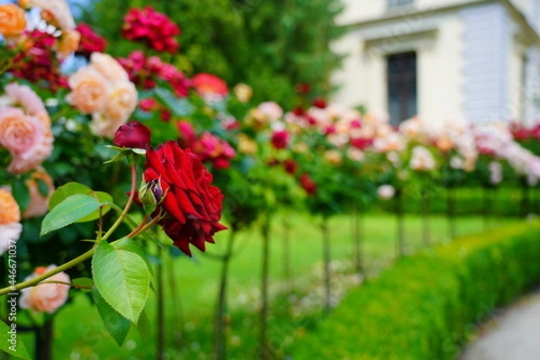 Fototapeta Beautiful fragrant, colorful, blooming roses bush in garden at summer day. 