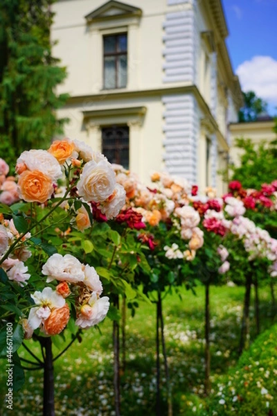 Fototapeta Beautiful fragrant, colorful, blooming roses bush in garden at summer day. 