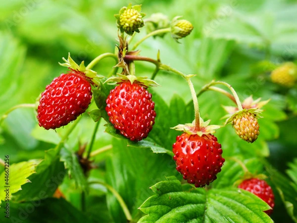 Fototapeta Red berries of wild strawberry on green background close up.