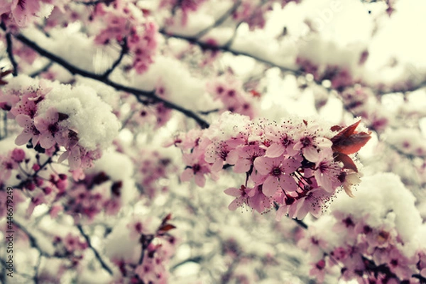 Obraz Ice cherry blossom