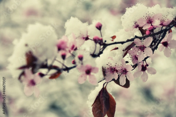 Obraz Ice cherry blossom