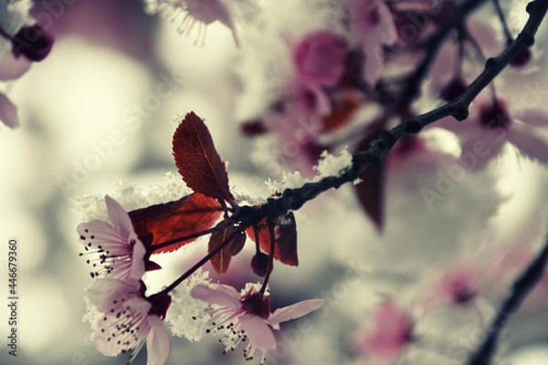 Obraz Ice cherry blossom