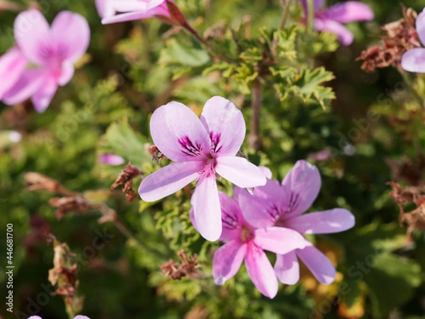 Fototapeta Gros plan sur fleur rose veinée de pourpre de géranium citron ou pelargonium 'citrosum' au feuillage découpé vert et odorant