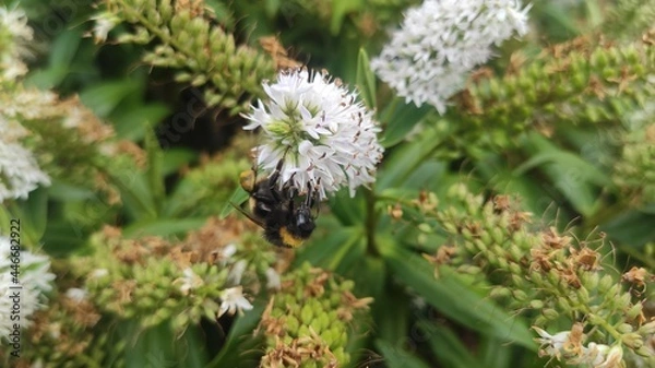 Obraz bee on a flower