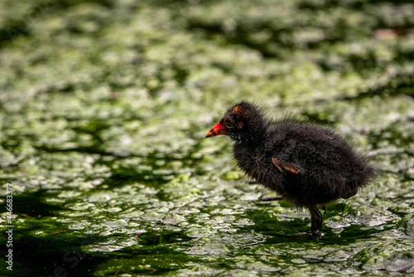 Obraz a coot chick in the water