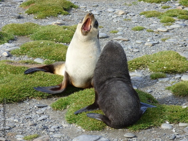 Obraz Who's the boss here?