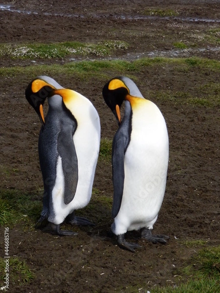 Obraz Synchronised penguins