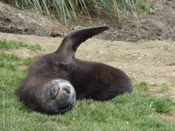 Obraz Raising a flipper