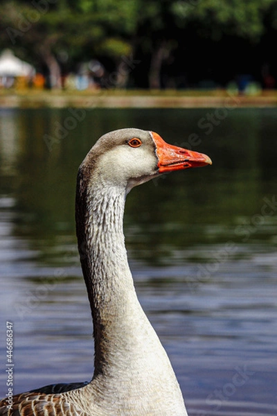 Obraz Goose