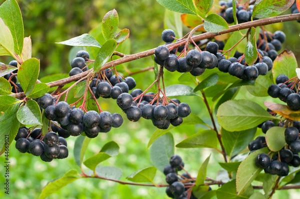Obraz Aronia