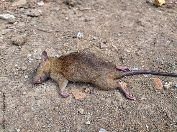 Obraz dead rat in the yard
