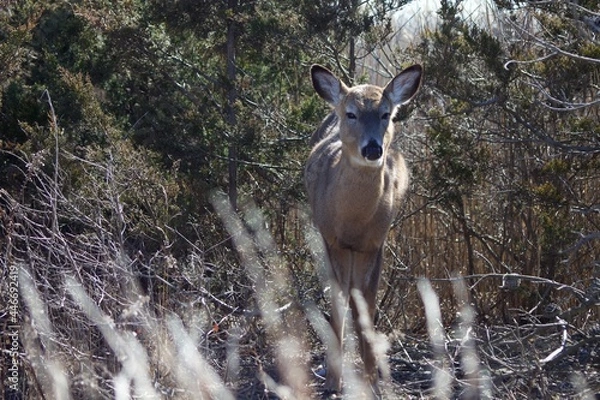 Obraz deer in the forest