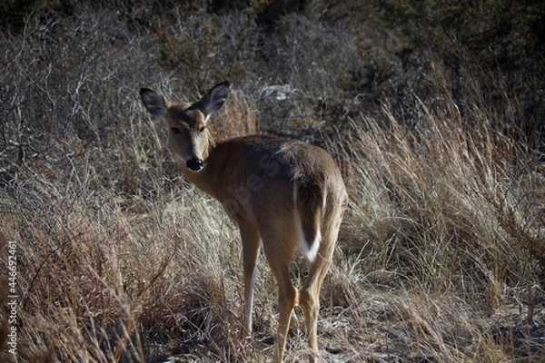 Obraz deer in the forest