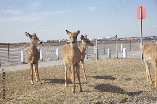 Obraz Deer on dry grass