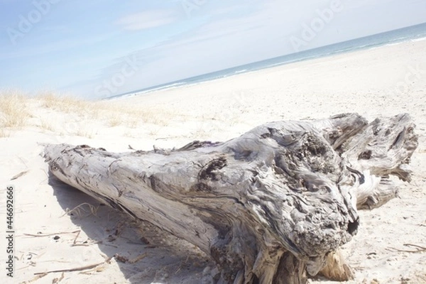 Obraz driftwood on the beach